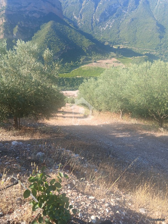 Αγροτεμάχια 12.000 τ.μ. προς πώληση, Κέντρο Αιγίου