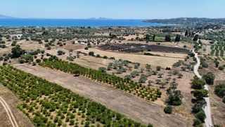 Αγροτεμάχια 6.784 τ.μ. για πώληση