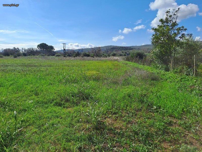 Αγροτεμάχια 3.485 τ.μ. προς πώληση, Αγκάλη Νηλέως