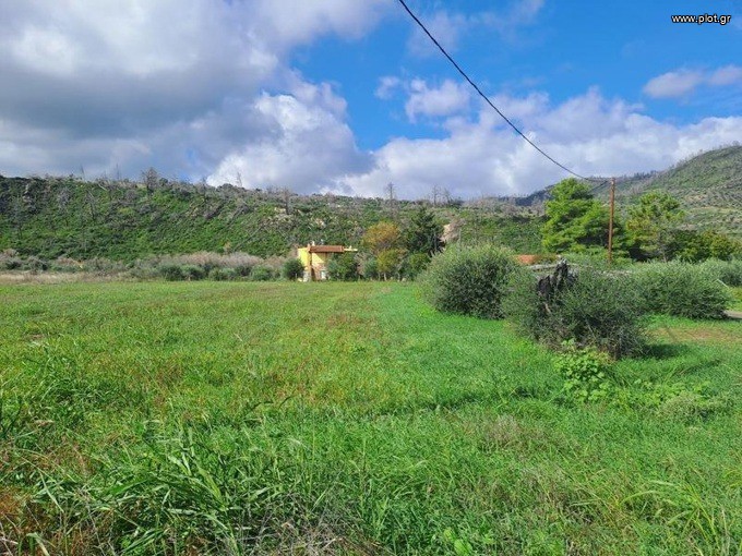 Αγροτεμάχια 3.485 τ.μ. προς πώληση, Αγκάλη Νηλέως