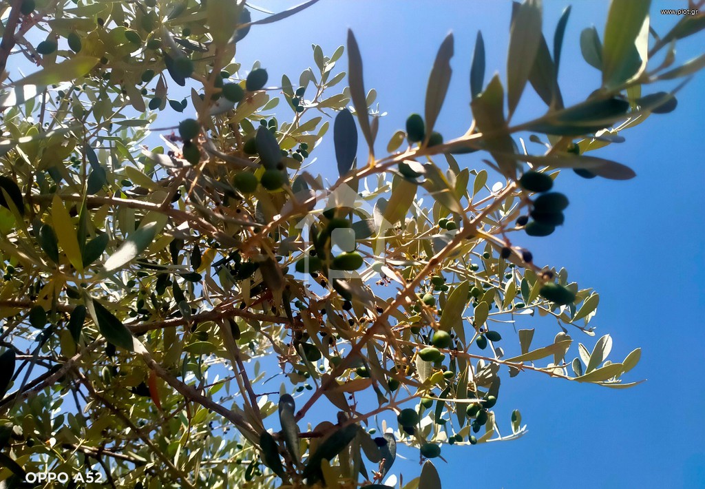 Αγροτεμάχια 30.000 τ.μ. πρός πώληση, Μαγνησία, Νέα Αγχίαλος
