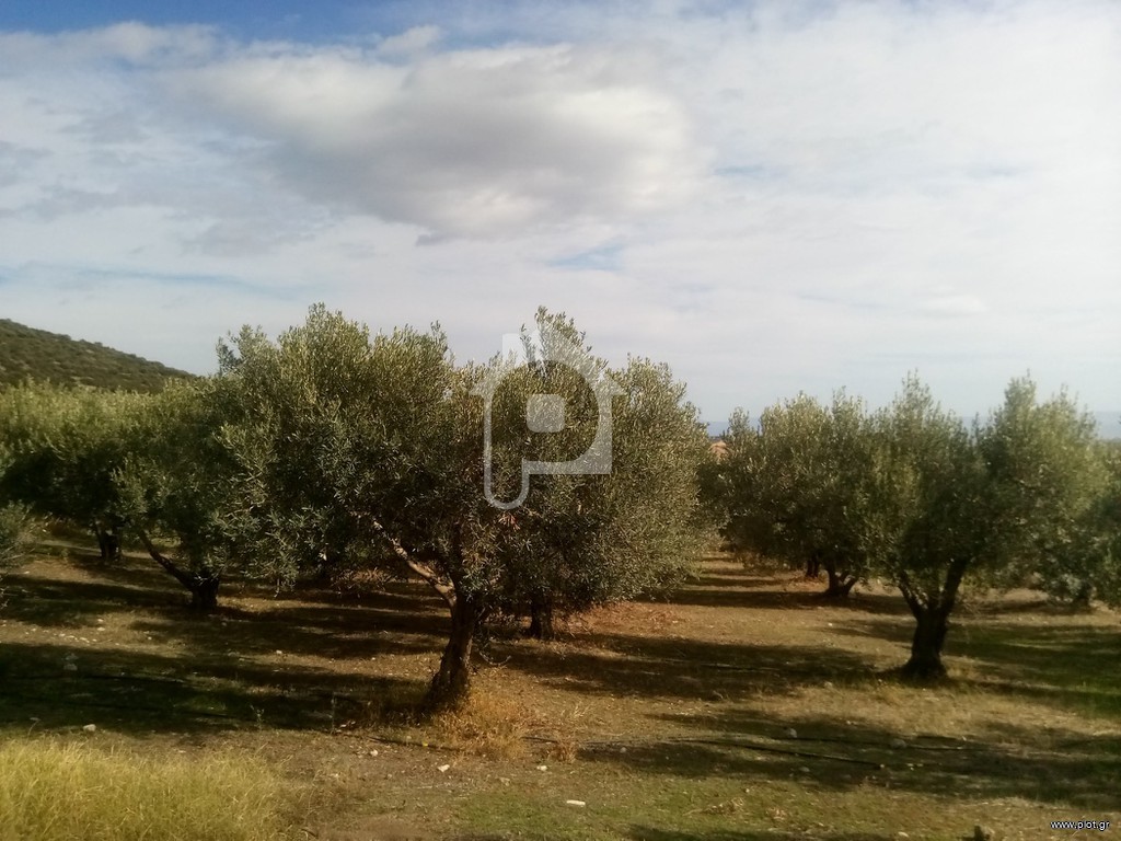 Αγροτεμάχια 30.000 τ.μ. πρός πώληση, Μαγνησία, Νέα Αγχίαλος