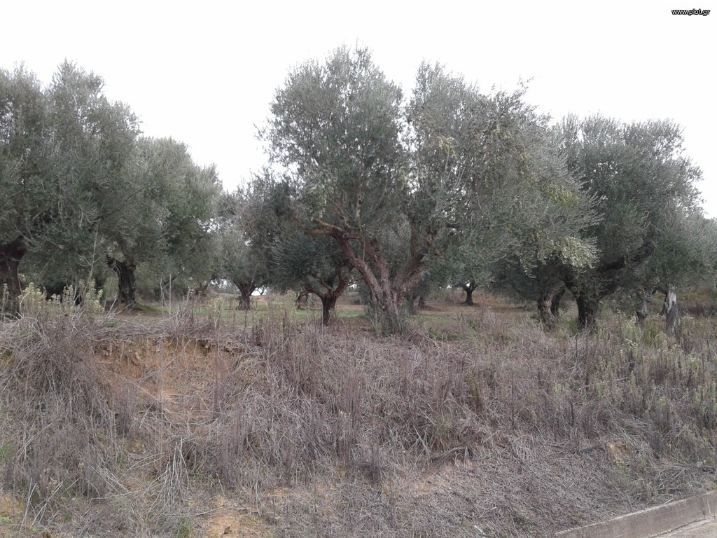 Αγροτεμάχια 2.686 τ.μ. πρός πώληση, Μεσσηνία, Μεσσήνη
