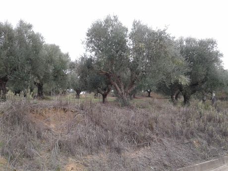 Parcel 2.686 sqm for sale