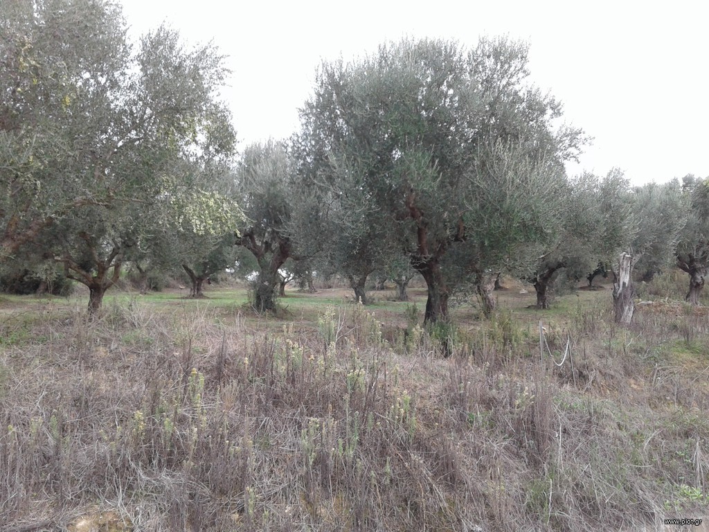 Αγροτεμάχια 2.686 τ.μ. πρός πώληση, Μεσσηνία, Μεσσήνη