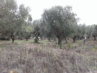 Αγροτεμάχια 2.686 τ.μ. προς πώληση, Αβραμιό-thumb-1