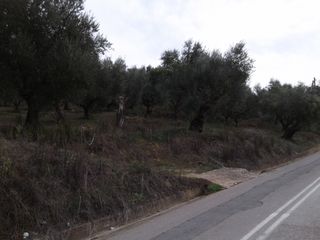 Αγροτεμάχια 2.686 τ.μ. προς πώληση, Αβραμιό-thumb-2
