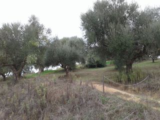 Αγροτεμάχια 2.686 τ.μ. προς πώληση, Αβραμιό-thumb-3