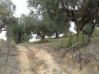 Αγροτεμάχια 2.686 τ.μ. προς πώληση, Αβραμιό-thumb-5