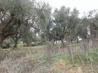 Αγροτεμάχια 2.686 τ.μ. προς πώληση, Αβραμιό-thumb-6