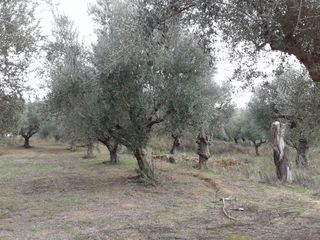 Αγροτεμάχια 2.686 τ.μ. προς πώληση, Αβραμιό-thumb-8