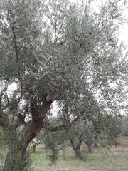 Αγροτεμάχια 2.686 τ.μ. προς πώληση, Αβραμιό-thumb-9