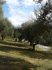 Αγροτεμάχια 2.686 τ.μ. προς πώληση, Αβραμιό-thumb-36