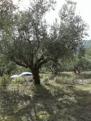 Αγροτεμάχια 2.686 τ.μ. προς πώληση, Αβραμιό-thumb-38