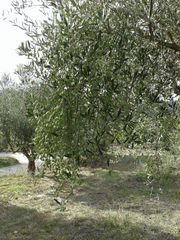 Αγροτεμάχια 2.686 τ.μ. προς πώληση, Αβραμιό-thumb-39