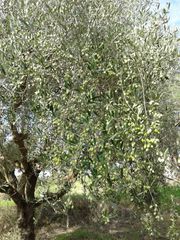 Αγροτεμάχια 2.686 τ.μ. προς πώληση, Αβραμιό-thumb-40