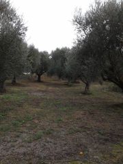 Αγροτεμάχια 2.686 τ.μ. προς πώληση, Αβραμιό-thumb-10