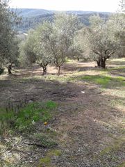 Αγροτεμάχια 2.686 τ.μ. προς πώληση, Αβραμιό-thumb-12