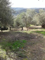 Αγροτεμάχια 2.686 τ.μ. προς πώληση, Αβραμιό-thumb-13