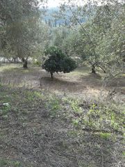 Αγροτεμάχια 2.686 τ.μ. προς πώληση, Αβραμιό-thumb-16