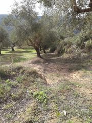 Αγροτεμάχια 2.686 τ.μ. προς πώληση, Αβραμιό-thumb-17