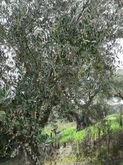 Αγροτεμάχια 2.686 τ.μ. προς πώληση, Αβραμιό-thumb-20