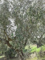Αγροτεμάχια 2.686 τ.μ. προς πώληση, Αβραμιό-thumb-21