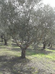 Αγροτεμάχια 2.686 τ.μ. προς πώληση, Αβραμιό-thumb-23