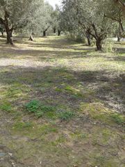 Αγροτεμάχια 2.686 τ.μ. προς πώληση, Αβραμιό-thumb-26