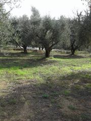 Αγροτεμάχια 2.686 τ.μ. προς πώληση, Αβραμιό-thumb-27
