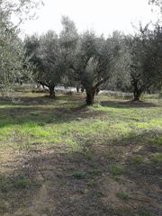 Αγροτεμάχια 2.686 τ.μ. προς πώληση, Αβραμιό-thumb-28
