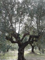 Αγροτεμάχια 2.686 τ.μ. προς πώληση, Αβραμιό-thumb-29