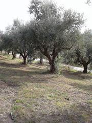 Αγροτεμάχια 2.686 τ.μ. προς πώληση, Αβραμιό-thumb-31