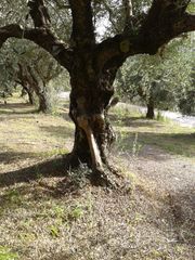 Αγροτεμάχια 2.686 τ.μ. προς πώληση, Αβραμιό-thumb-33