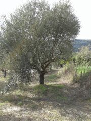 Αγροτεμάχια 2.686 τ.μ. προς πώληση, Αβραμιό-thumb-34