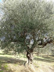Αγροτεμάχια 2.686 τ.μ. προς πώληση, Αβραμιό-thumb-35