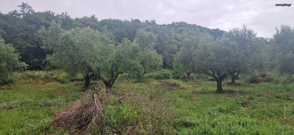 Αγροτεμάχια 3.402 τ.μ. πρός πώληση, Μεσσηνία, Βουφράδα