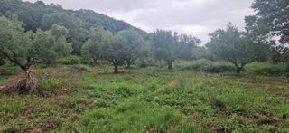 Αγροτεμάχια 3.402 τ.μ. για πώληση, Μεσσηνία, Βουφράδα-thumb-2