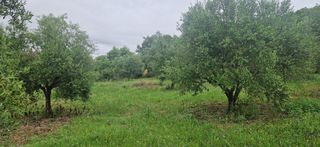 Αγροτεμάχια 3.402 τ.μ. για πώληση, Μεσσηνία, Βουφράδα-thumb-4