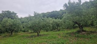 Αγροτεμάχια 3.402 τ.μ. για πώληση, Μεσσηνία, Βουφράδα-thumb-5