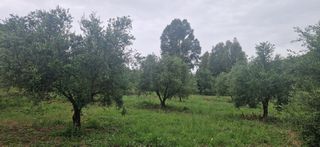 Αγροτεμάχια 3.402 τ.μ. για πώληση, Μεσσηνία, Βουφράδα-thumb-6