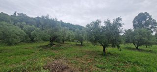 Αγροτεμάχια 3.402 τ.μ. για πώληση, Μεσσηνία, Βουφράδα-thumb-8