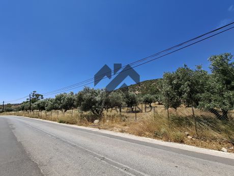Αγροτεμάχια 4.305 τ.μ. προς ενοικίαση