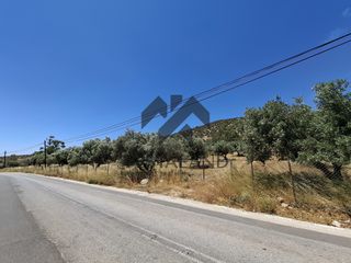 Αγροτεμάχια 4.305 τ.μ. για ενοικίαση