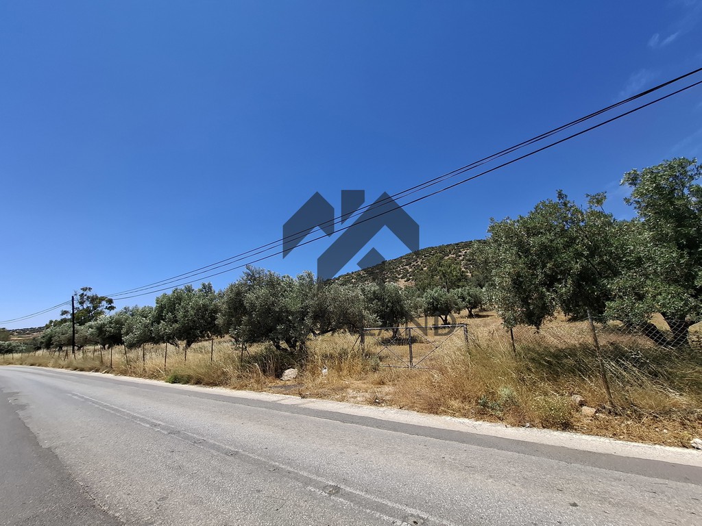 Αγροτεμάχια 4.305 τ.μ. πρός ενοικίαση, Αθήνα - Ανατολικά Προάστια, Κορωπί