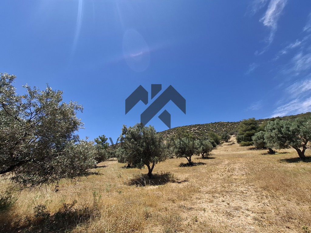 Αγροτεμάχια 4.305 τ.μ. πρός ενοικίαση, Αθήνα - Ανατολικά Προάστια, Κορωπί