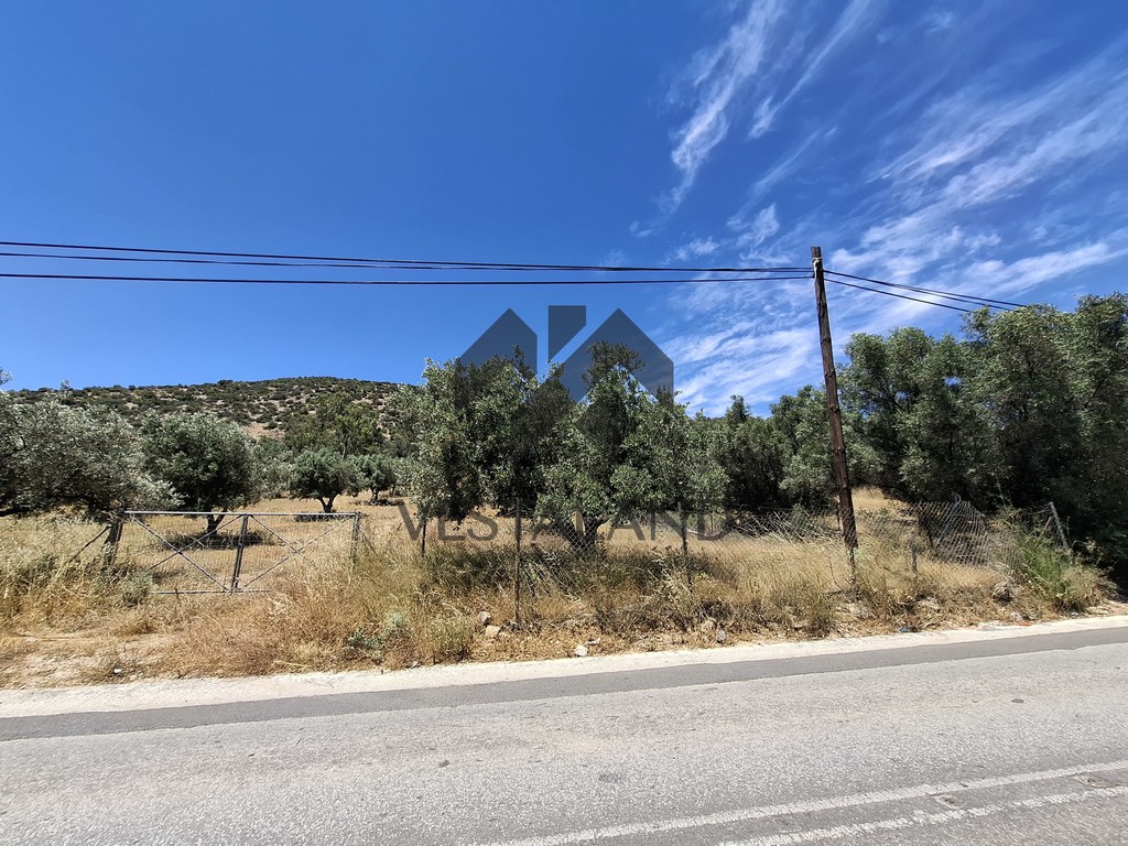 Αγροτεμάχια 4.305 τ.μ. πρός ενοικίαση, Αθήνα - Ανατολικά Προάστια, Κορωπί