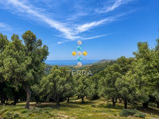 Αγροτεμάχια 6.618,85 τ.μ. για πώληση