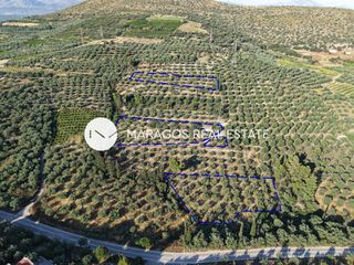 Αγροτεμάχια 10.133 τ.μ. για πώληση