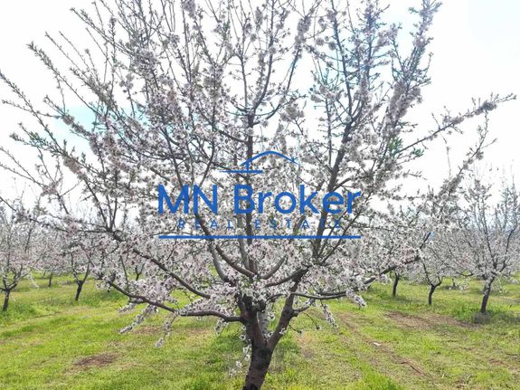 Parcel 21.000 sqm for sale, Chalkidiki, Kallikrateia